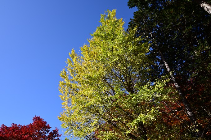 三峯神社紅葉