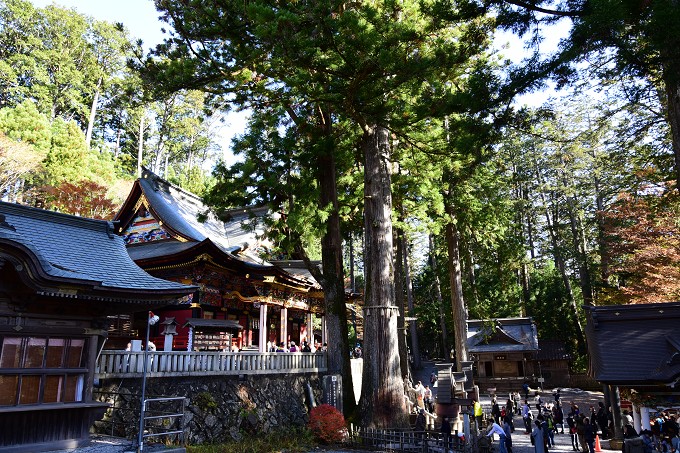 三峯神社御神木