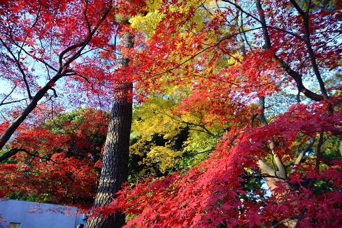 新宿御苑紅葉