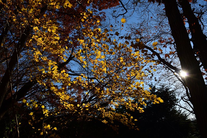 陣馬山