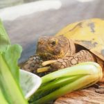 癒しの陸亀はリクガメのブログだった~
