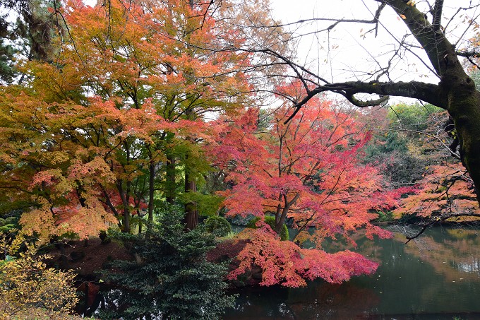 新宿御苑紅葉2016