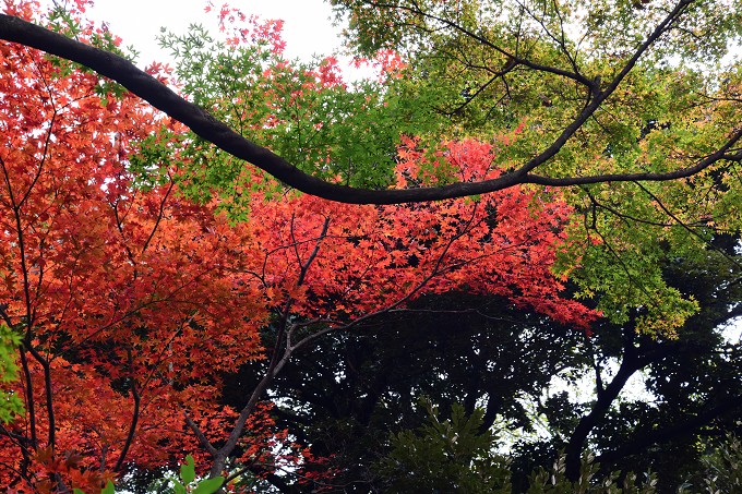 新宿御苑紅葉2016