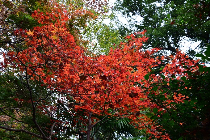 新宿御苑紅葉2016