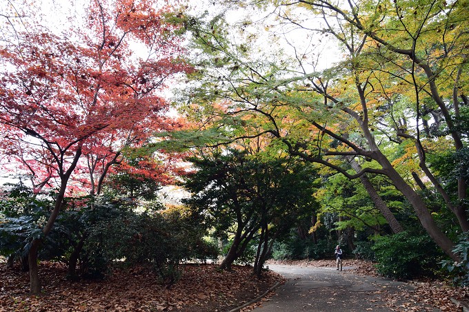 新宿御苑紅葉2016