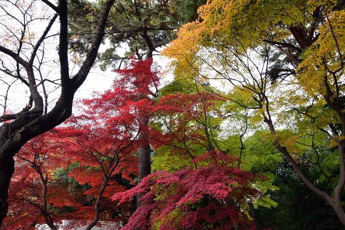 新宿御苑紅葉2016