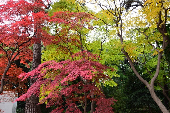 新宿御苑紅葉2016