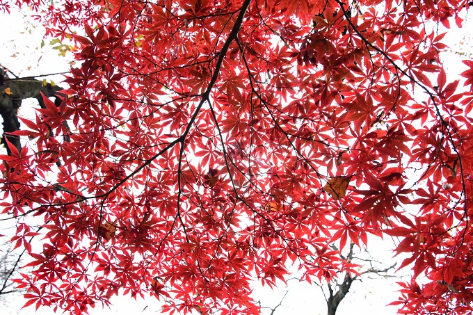 新宿御苑紅葉2016