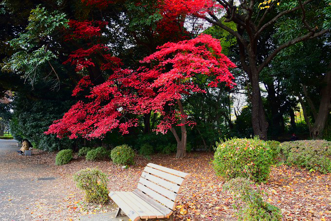 新宿御苑紅葉2016