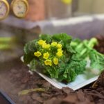 リクガメが今年初めて菜花を食べました