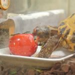 【フルーツトマト】リクガメがトマトを丸ごと食べました