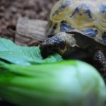リクガメは青梗菜(チンゲンサイ)も食べます