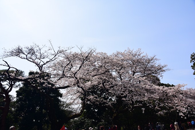 新宿御苑の桜