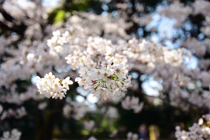 新宿御苑の桜