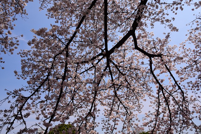 新宿御苑の桜