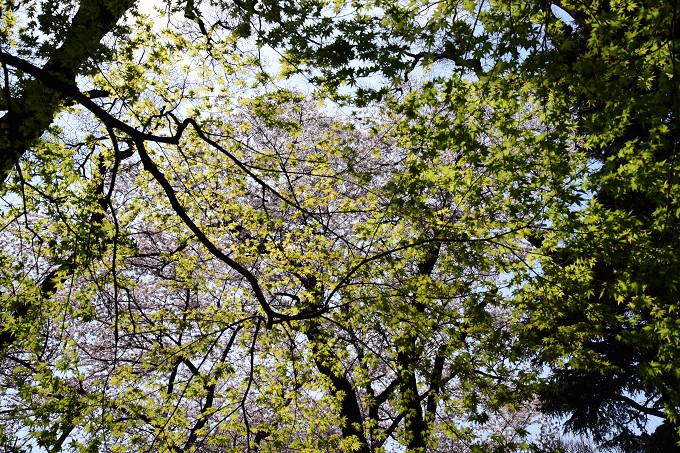 新宿御苑の桜