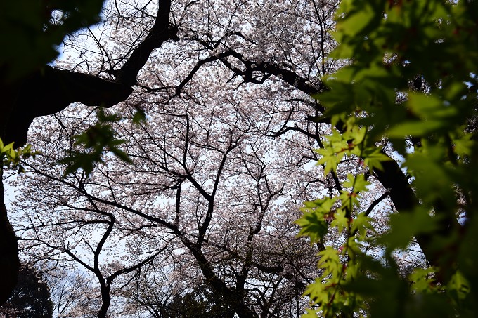 新宿御苑の桜