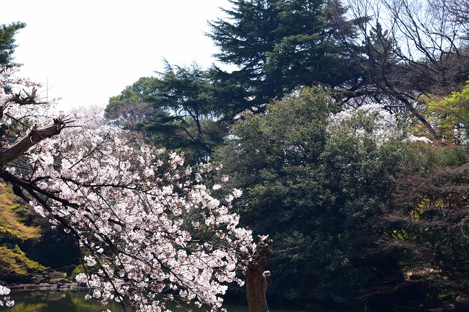 新宿御苑の桜