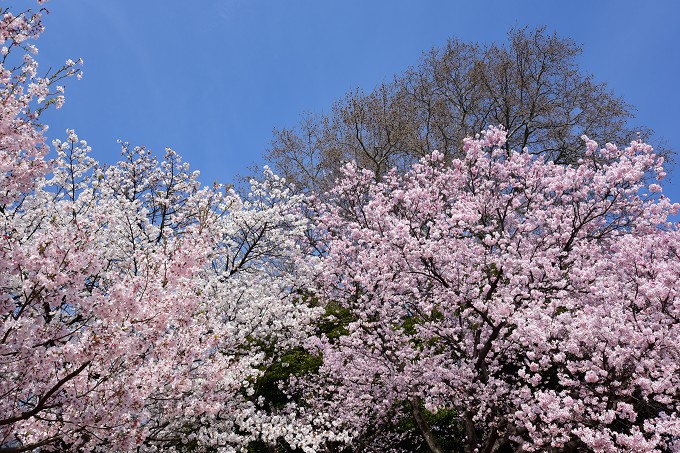 新宿御苑の桜