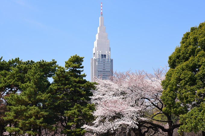 新宿御苑の桜