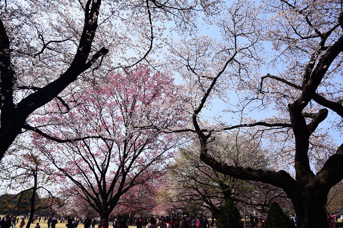 新宿御苑の桜