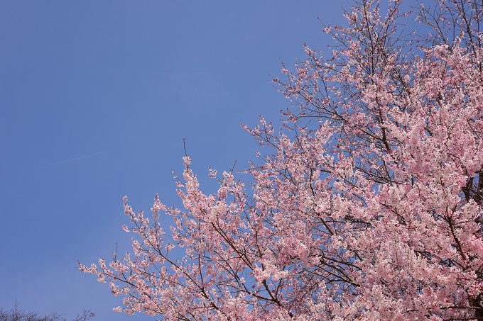 新宿御苑の桜