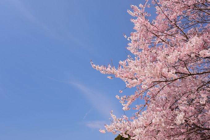 新宿御苑の桜