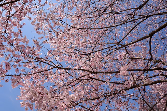 新宿御苑の桜