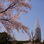 【2017年新宿御苑の桜】満開の染井吉野他、まだ咲いていない桜も多数!