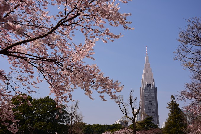 新宿御苑の桜