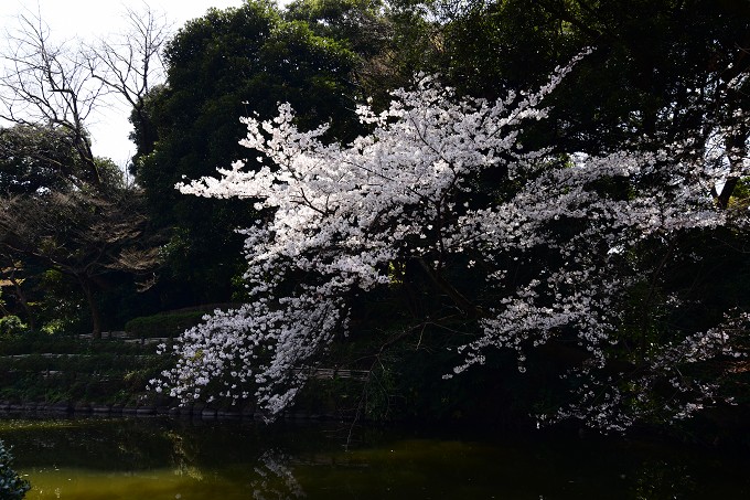 新宿御苑の桜