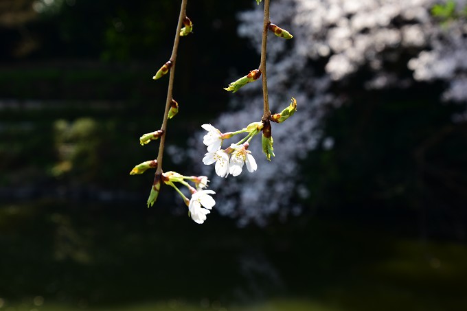 新宿御苑の桜