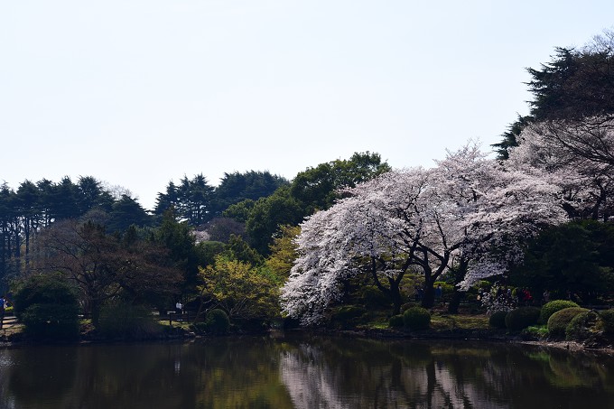 新宿御苑の桜