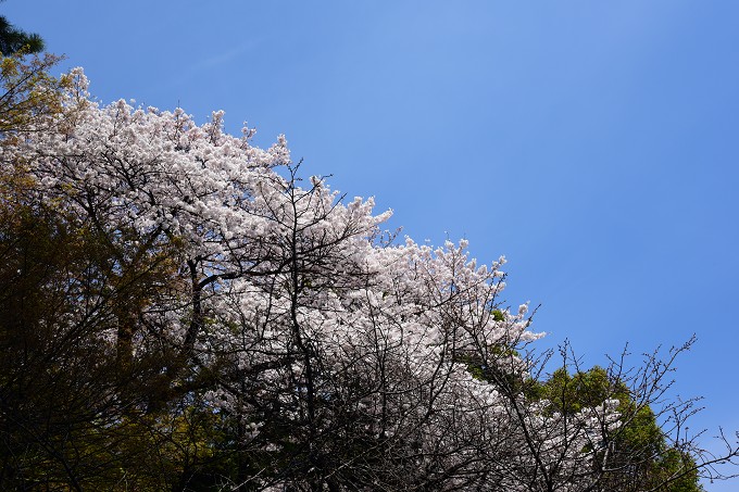 新宿御苑の桜