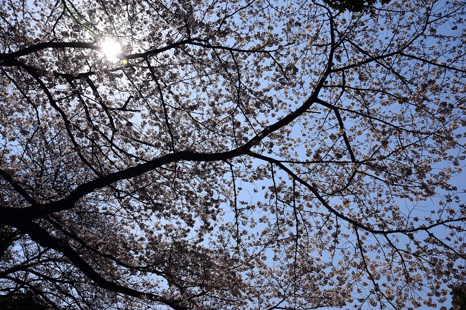 新宿御苑の桜