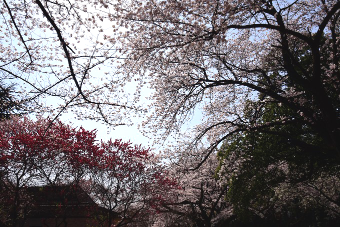 新宿御苑の桜