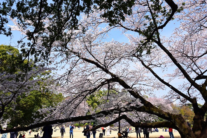 新宿御苑の桜