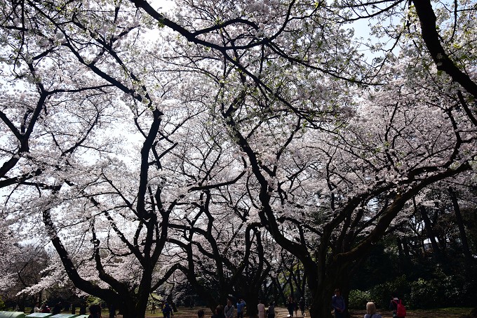 新宿御苑の桜