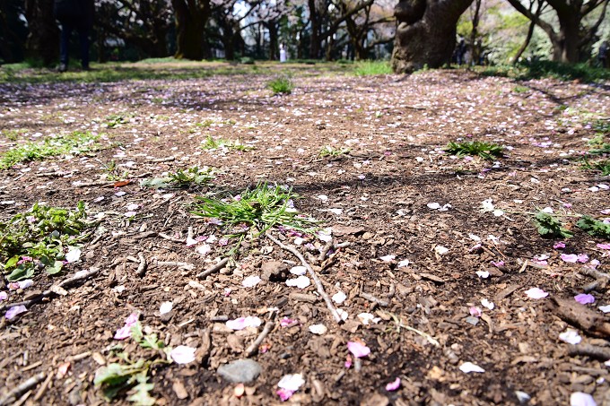 新宿御苑の桜