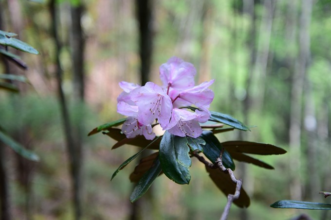 石楠花