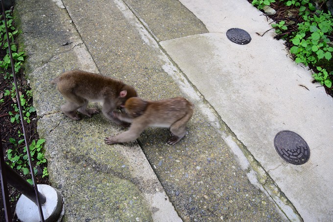 地獄谷野猿公苑