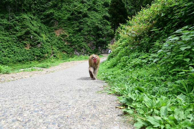 地獄谷野猿公苑