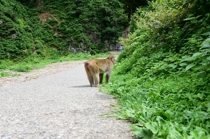 地獄谷野猿公苑