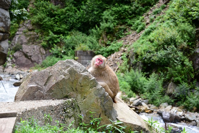 地獄谷野猿公苑