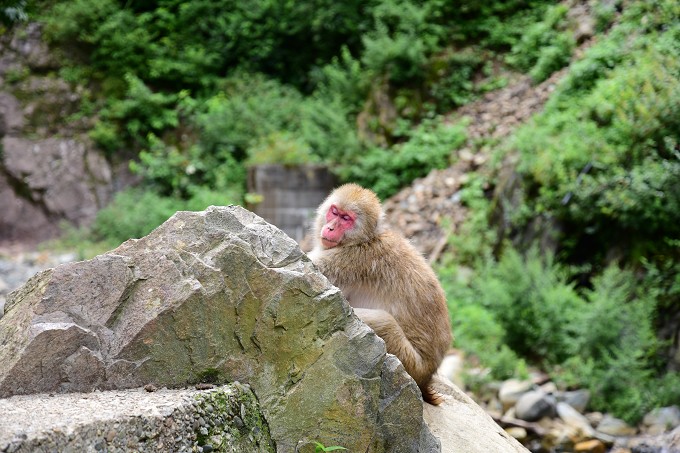 地獄谷野猿公苑