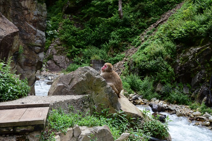 地獄谷野猿公苑