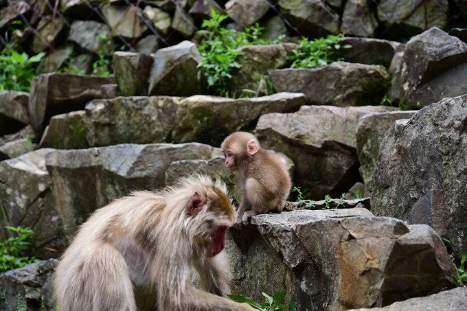 地獄谷野猿公苑