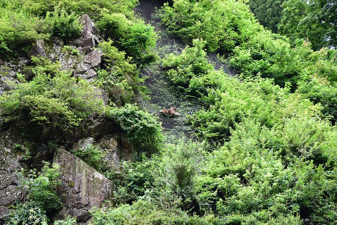 地獄谷野猿公苑