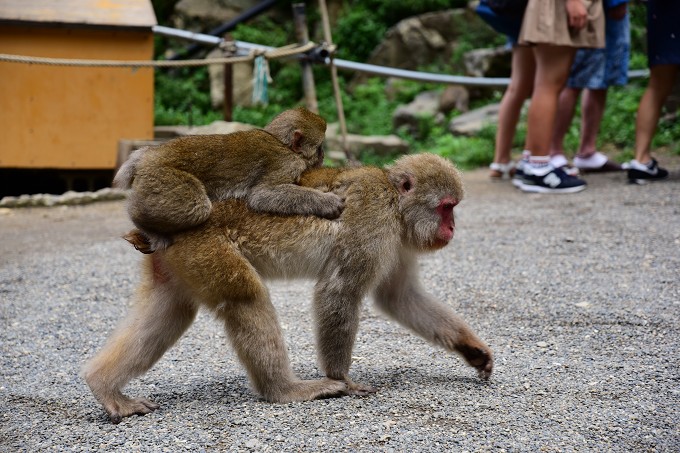 地獄谷野猿公苑