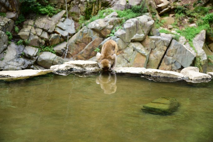 地獄谷野猿公苑